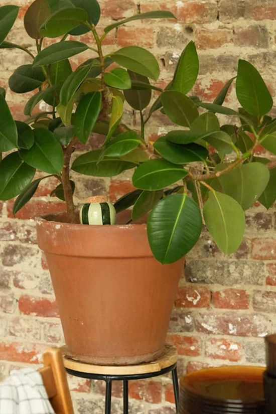 PEPIN Tuin Accessoire Hydrating Olla waterdruppelaar Striped Green & Green