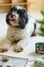 PINEUT Voeding Pineut Woofbake  Box  Pupcake Xmas Edition Bio Geen